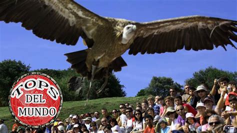 Las 7 aves rapaces mas grandes del mundo   YouTube