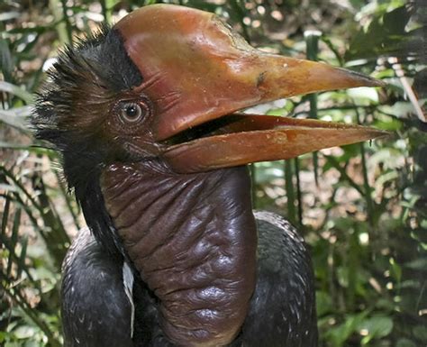 Las 8 aves más extrañas del mundo   VIX
