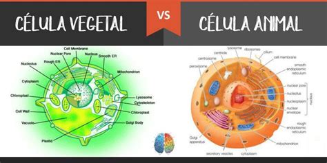 Las 8 diferencias entre células animales y vegetales que ...