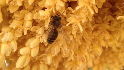 Las abejas empiezan a recoger el polen en primavera