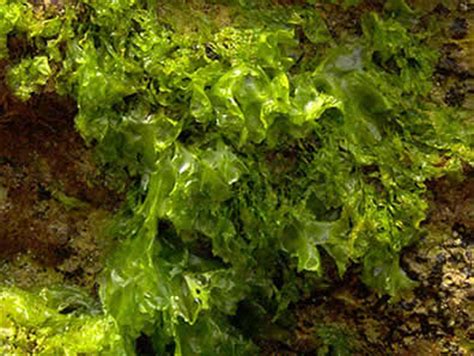 Las algas en la agricultura: su uso como fertilizante