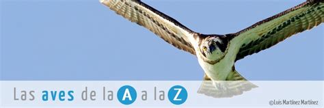 Las aves de la A a la Z | SEO/BirdLife