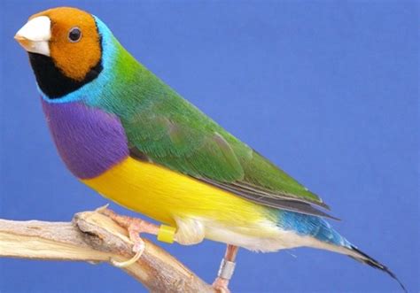 Las aves más bellas del mundo | Informacion sobre animales