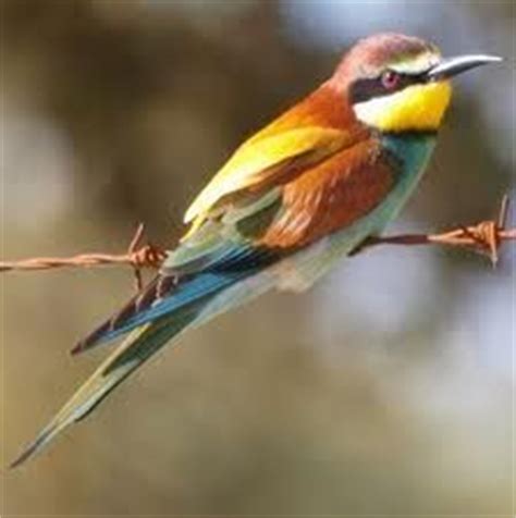 las aves más bellas.... on Pinterest | Birds, Taiwan and ...