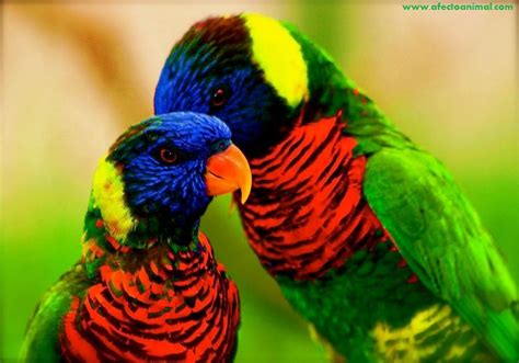 Las aves más bonitas del mundo. | El Gran Engaño.