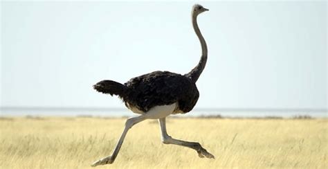 Las aves más grandes del mundo | Diario Animales