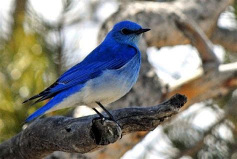 Las aves más hermosas | Informacion sobre animales