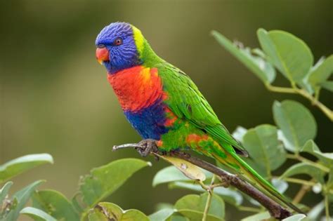 Las aves más hermosas | Informacion sobre animales