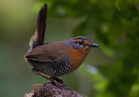 Las Aves que Viven en Chile: El Chucao y el Huedhued por ...