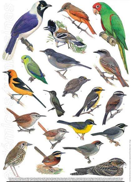Las Aves que Viven en Chile: La Clasificación de las Aves