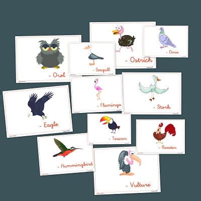 Las aves. Vocabulario en Castellano e inglés
