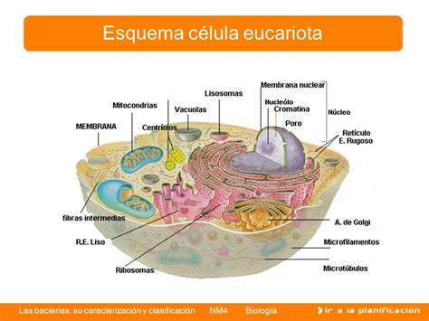 Las bacterias: su caracterización y clasificación   ppt ...
