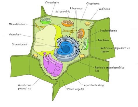 las bi3nl0c4s: celula animal y vegetal.