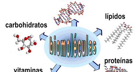 Las Biomoleculas. : BIOMOLECULA Y SUS TIPOS