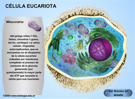 Las Celulas Del Organismo Humano Como Eucariota Animal ...