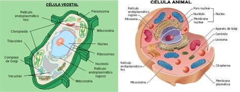 Las Celulas | educacion | Pinterest