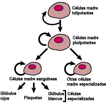 Las células madre