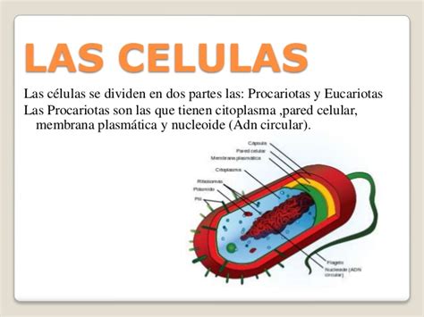Las celulas