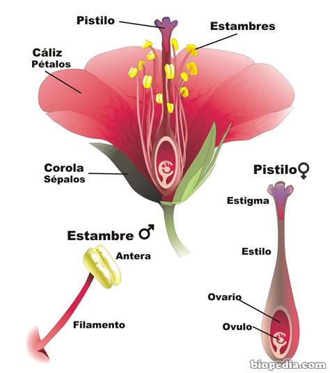 Las estructura de una planta: sus partes | BIOPEDIA