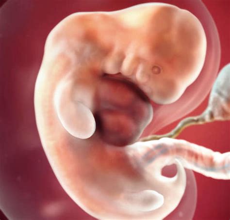 Las fases del embarazo en el desarrollo del embrión humano ...