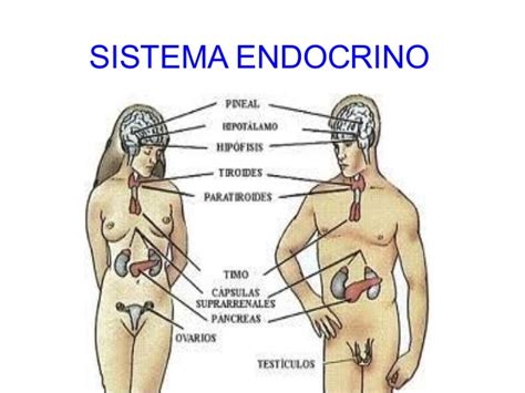 Las glándulas del sistema endocrino y su funcionamiento