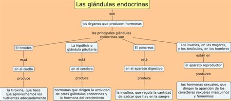 Las glándulas endocrinas