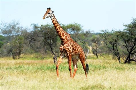 Las jirafas enfrentan una  extinción silenciosa