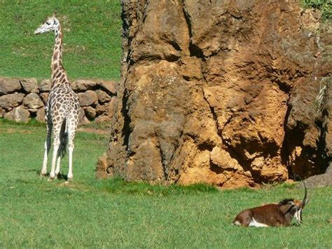 Las jirafas son maravillosas: fotografía de Parque de la ...