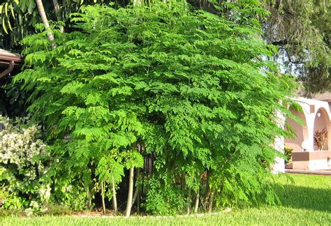 Las magnificas propiedades de Maringa: El árbol de la vida ...