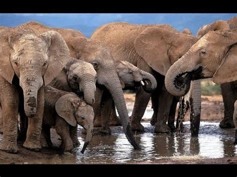 Las manadas de elefantes   Parte 1/2   YouTube