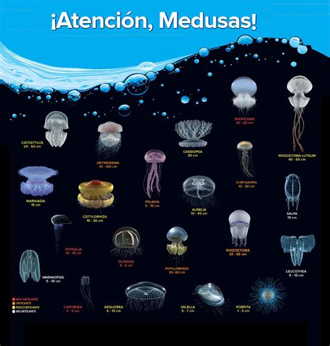 Las medusas, las bailarinas del océano | SOCIAL VIPS MAGAZINE
