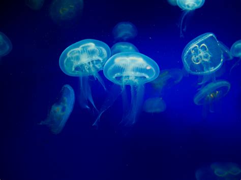 Las medusas