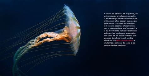 Las medusas. | Todos no somos mamiferos