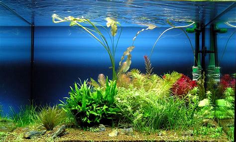 Las mejores algas para decorar tu acuario casero de peces