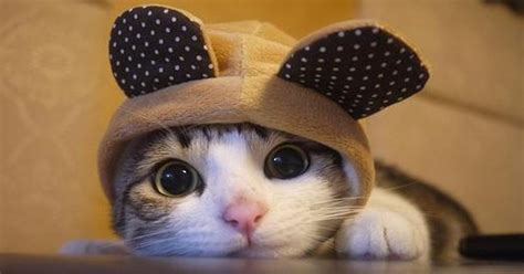 Las mejores fotos de gatitos con disfraz | MeGusta