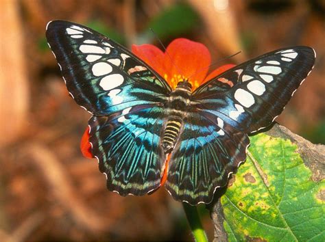 las mejores fotos de mariposas de colores   Taringa!