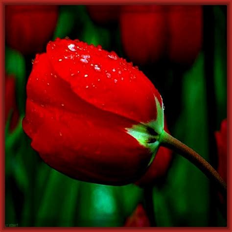 Las mejores Fotos de Rosas Hermosas Rojas | Imagenes de Rosa