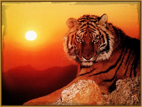 las mejores imagenes de tigres y leones Archivos ...