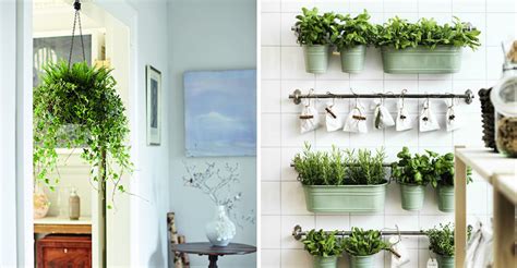 Las mejores plantas de interior para decorar tu hogar ...