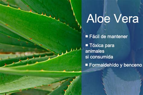 Las Mejores Plantas de Interior Para Purificar el Aire ...