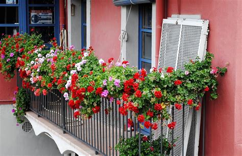 Las mejores plantas para decorar tu balcón