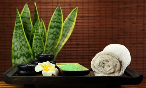 Las mejores plantas para el baño según el Feng Shui   IMujer