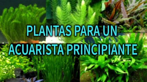 LAS MEJORES PLANTAS PARA TU PRIMER ACUARIO | PLANTAS ...