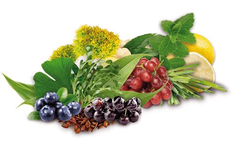 Las Mejores ⊛ Plantas Medicinales ⊛ | y para que sirven