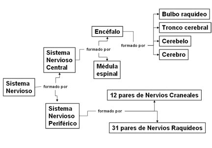 Las NEURONAS Y EL SISTEMA NERVIOSO ~ Con CIENCIA