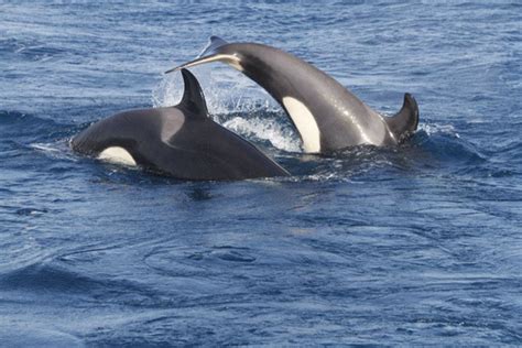 Las orcas y los delfines se comunican • Teorema Ambiental