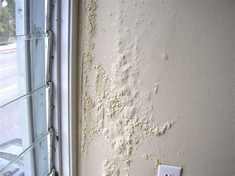 ¿Las paredes de tu casa tienen humedad? Necesitas conocer ...