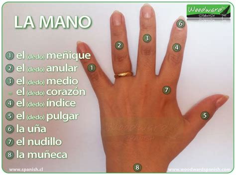 Las partes de la mano y los nombres de los dedos en ...