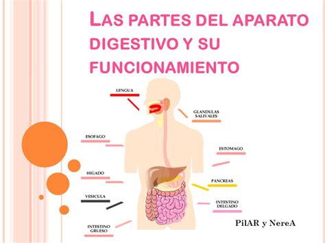 Las partes del aparato digestivo y su funcionamiento   ppt ...