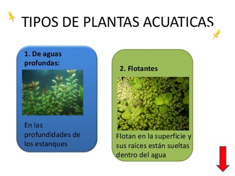 Las plantas acuaticas lucas